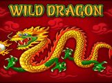 wild dragon